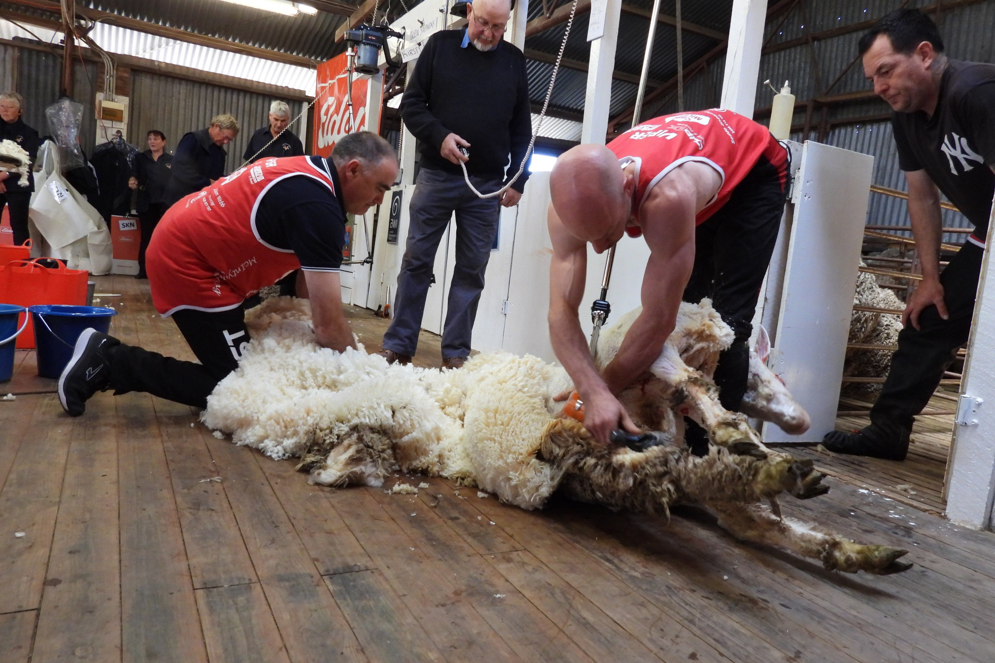 Click go the shears at St Arnaud show - feature photo
