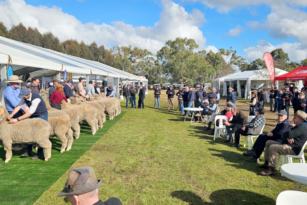 An eager crowd awaited the results of the Merino stud judging