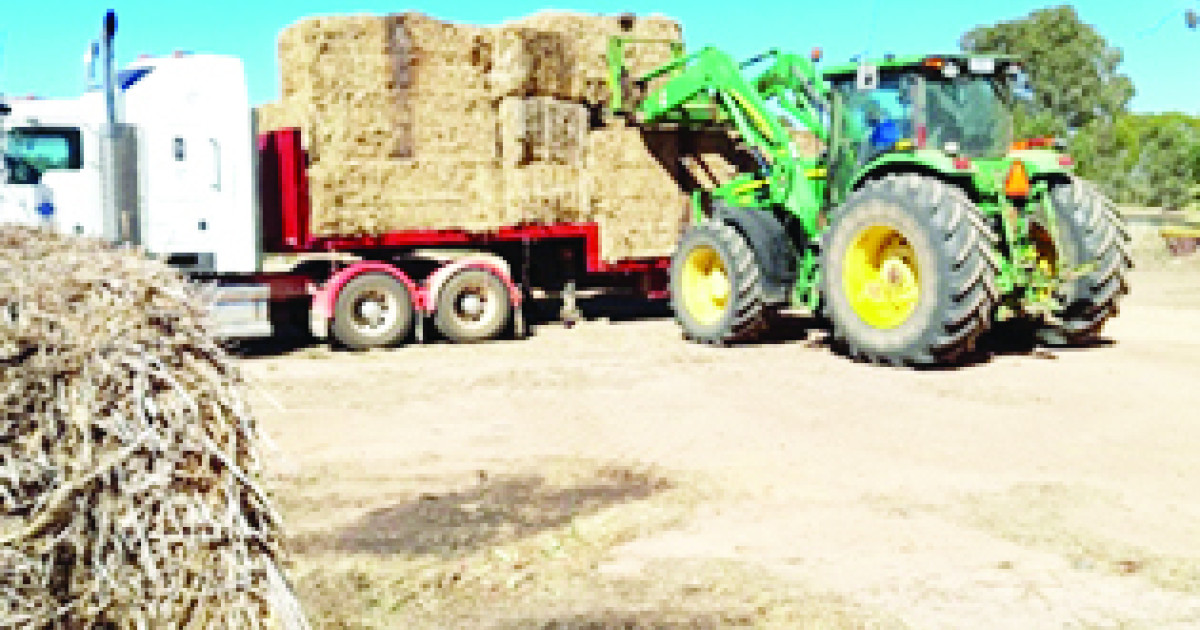 Rotary organizes Hay Run to farmers in fire ravaged communities | North ...